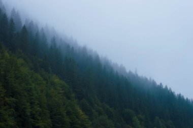 Gökyüzüne karşı sisli dağlarda bir orman