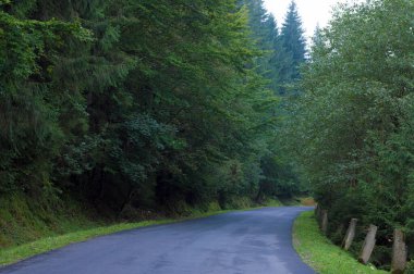 Ormanın arka planında asfalt yol