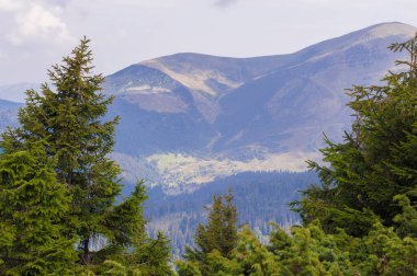 Dağların arka planında kozalaklı ağaçlar