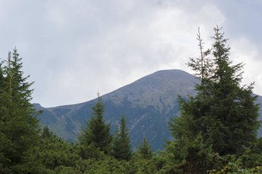 Dağların arka planında kozalaklı ağaçlar