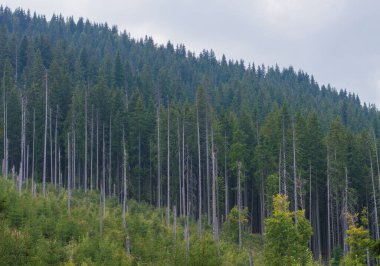 Arkaplanda yaşayan ağaçlarda kuru kozalaklı ağaçlar