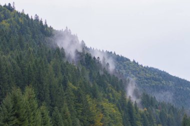 Gökyüzüne karşı sisli dağlarda bir orman