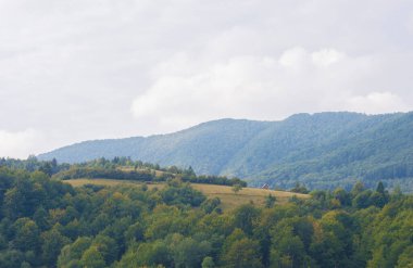Gökyüzüne karşı yaprak döken orman
