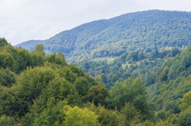 Gökyüzüne karşı yaprak döken orman