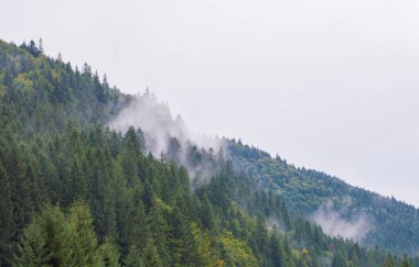 Gökyüzüne karşı sisli dağlarda bir orman