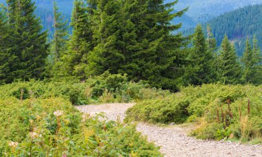 Köknar ağaçlarının arkasındaki dağlarda yol