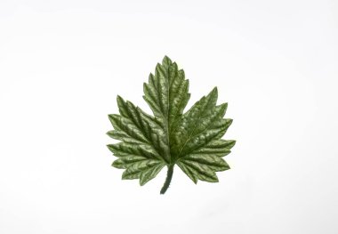 Beyaz arkaplanda küçük yeşil bir yaprak