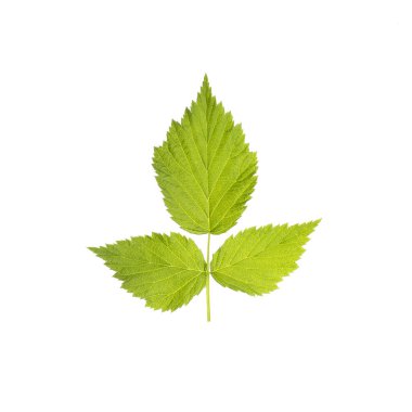 yeşil yaprakları beyaz zemin üzerine ayrı tut