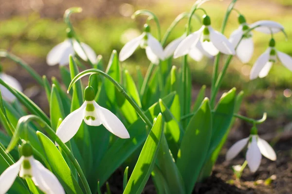 Arbusto Pequenas Flores Brancas Primavera — Fotografia de Stock