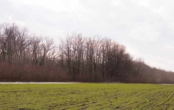 stock image snow on the field with greenery