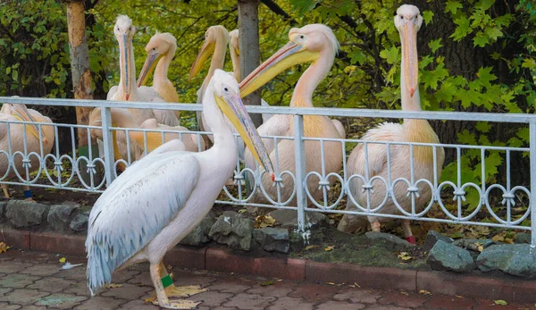 Çitin Arka Planında Pelikanlar — Stok fotoğraf