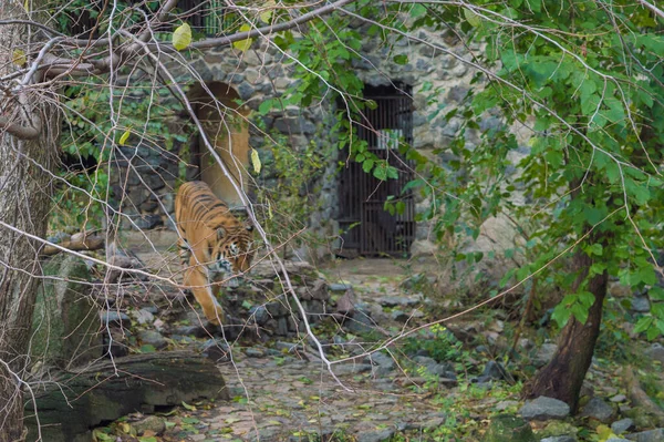 Tigre Zona Inguinal — Foto de Stock