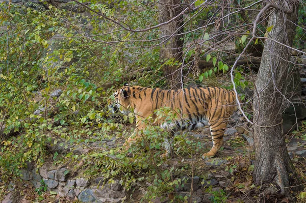 Tygrys Strefie Pachwinowej — Zdjęcie stockowe