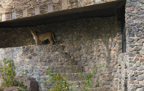 León Contra Una Pared Piedra Zoológico — Foto de Stock