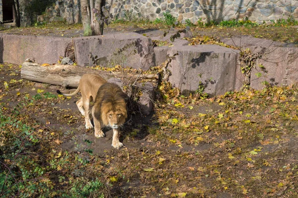 stock image lion against a stone wall in a zoo