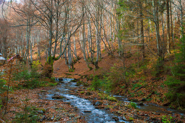 forest landscapes against the sky
