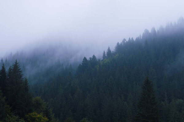 лес в горах в тумане против неба