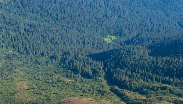 stock image forest in the mountains in the haze