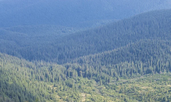 Лес Горах Дымке — стоковое фото