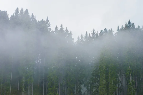 在高山上的森林里 天空映衬着一片薄雾 — 图库照片