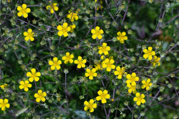 Kleine Gelbe Blüten Auf Dunklem Hintergrund — Stockfoto
