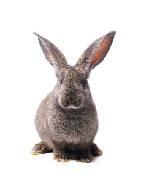 白色背景上的灰色照片兔子 — 图库照片