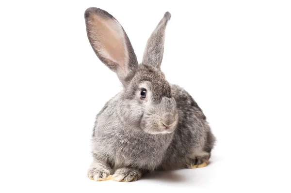 白色背景上的灰色照片兔子 — 图库照片
