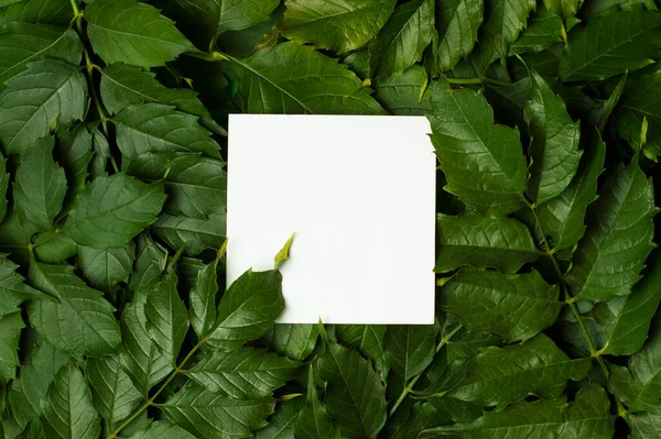 stock image white sheet of paper on a background of green foliage