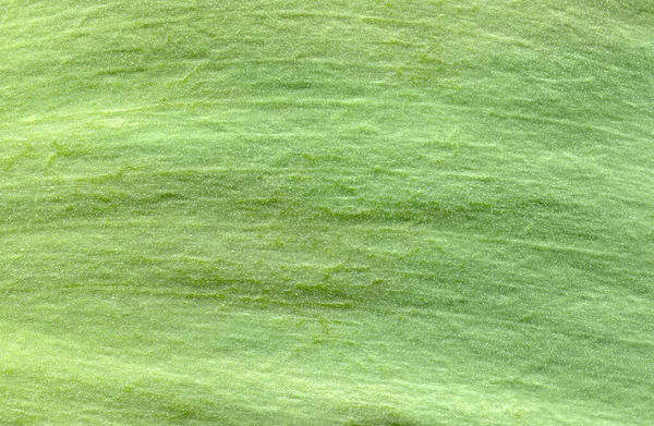 Textura Macro Folha Verde — Fotografia de Stock