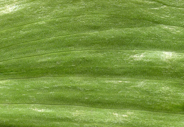 Makró Textúra Zöld Levél — Stock Fotó