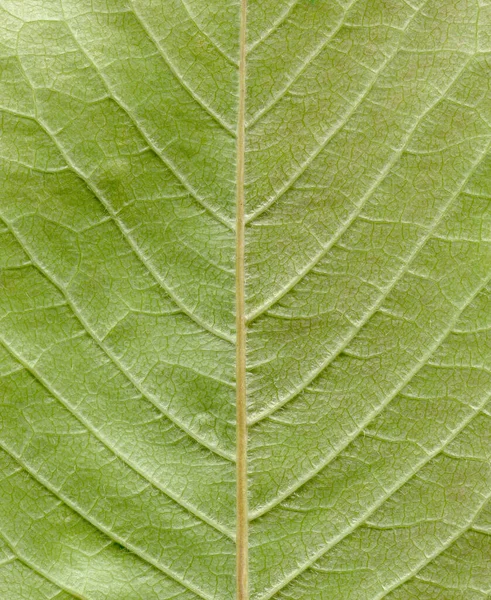 Yaprak Dokusu Yeşil Yaprakların Dokusu — Stok fotoğraf
