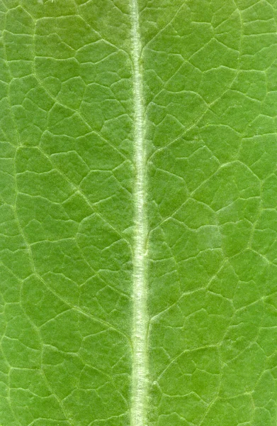 Leaf Texture Pattern Texture Green Leaves — Stock Photo, Image