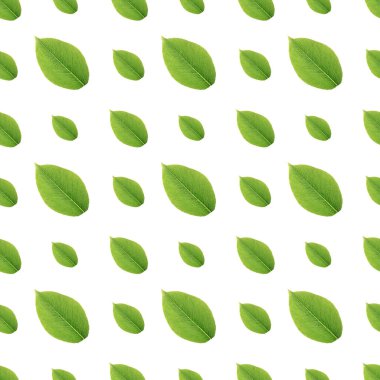 beyaz zemin üzerine yeşil yaprakları seamless modeli