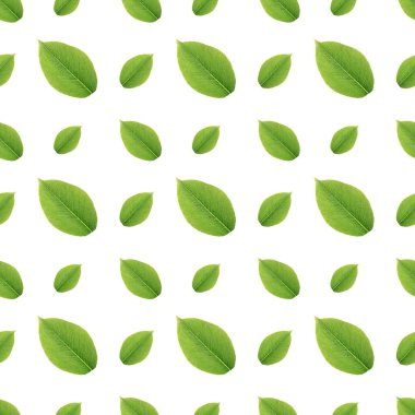 beyaz zemin üzerine yeşil yaprakları seamless modeli
