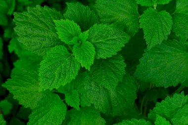 fotoğraf arkaplan dokusu yeşil çimen