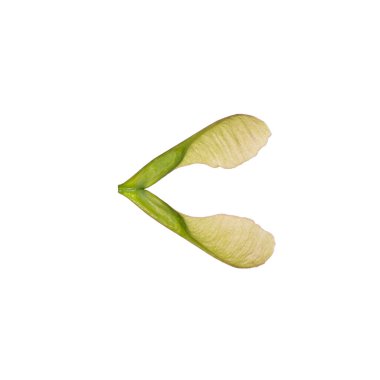 Akçaağaç tohumları beyaz arkaplanda izole edilir