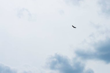 Gökyüzü arka planında siluet kuş