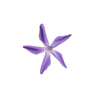 Mor çiçek beyaz arkaplanda izole edildi