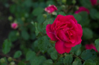 Yaprakların arka planında gül tomurcuğu