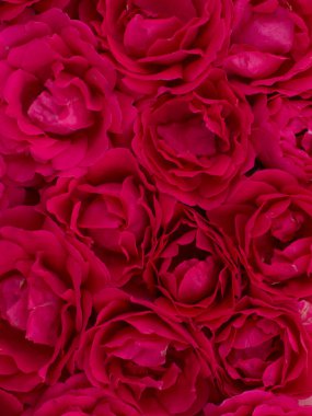 Güllerin kırmızı tonlarının arkaplanı