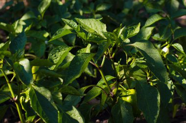 Bahçedeki yeşil biber çalıları
