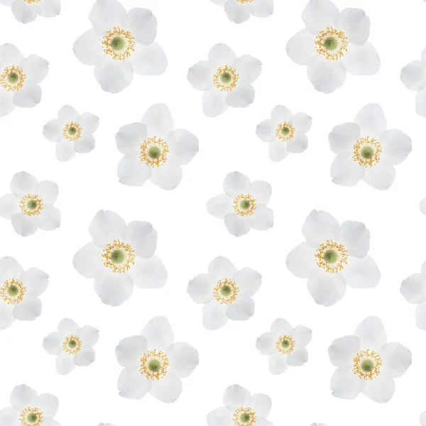 Weiße Blumen Nahtloses Muster Auf Weißem Hintergrund — Stockfoto