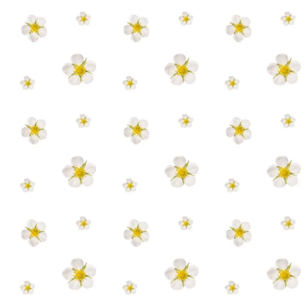 White Flower Blossom Seamless Pattern White Background — Stock Photo, Image