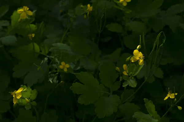 Flores Pequenas Amarelas Fundo Verde Escuro — Fotografia de Stock