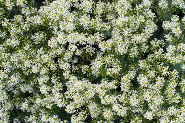 Foto Fundo Textura Pequenas Flores Brancas — Fotografia de Stock