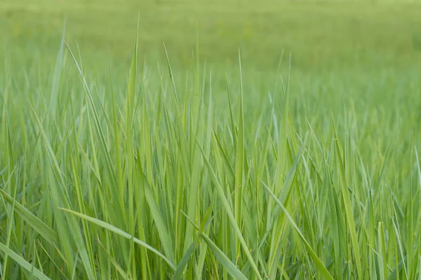 photo background texture green grass