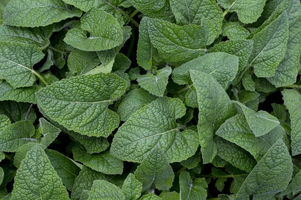 Foto Textur Hintergrund Grüne Pflanze — Stockfoto