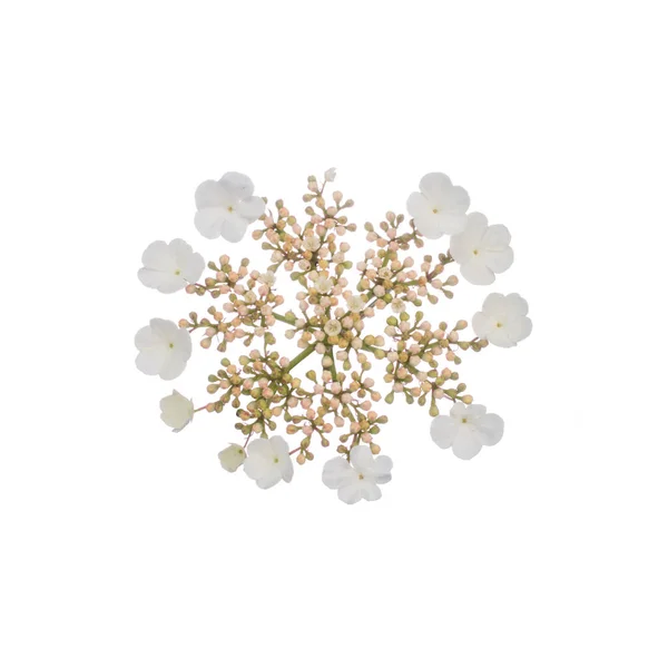 white flower isolate on white background