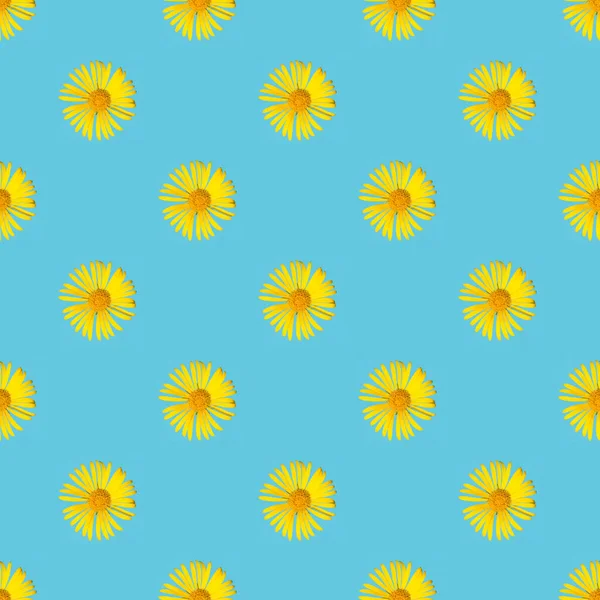 Фотография Желтый Цветок Синем Фоне — стоковое фото