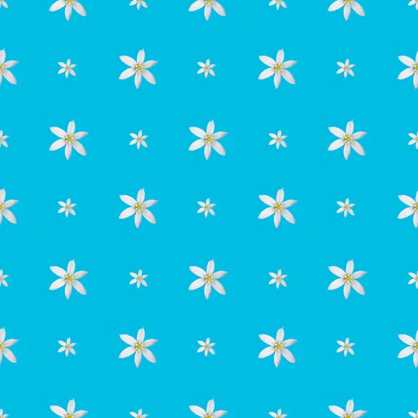 Photo White Flower Blue Background — Stock Photo, Image